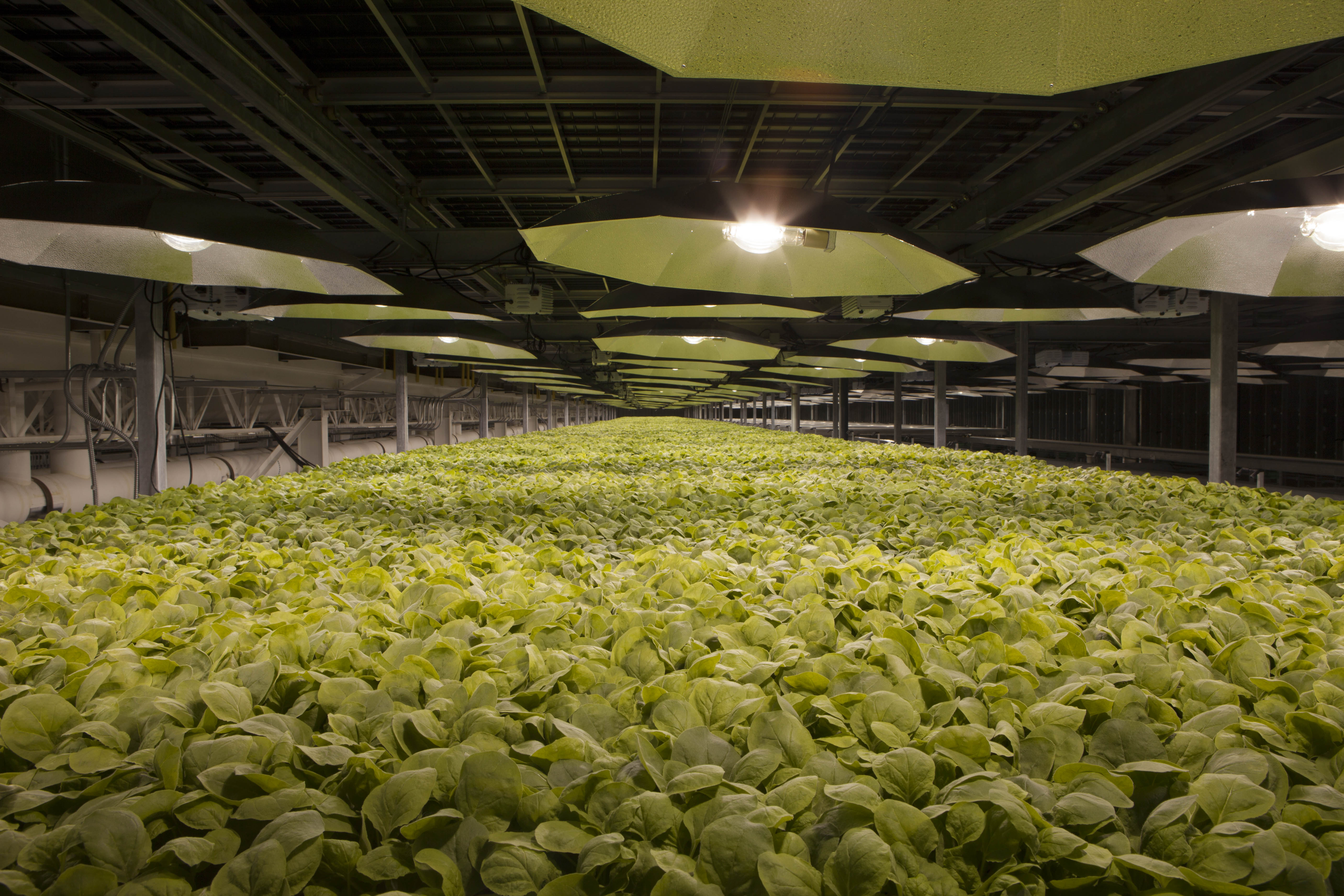 COVID-19, si studia un vaccino sulle piante di tabacco