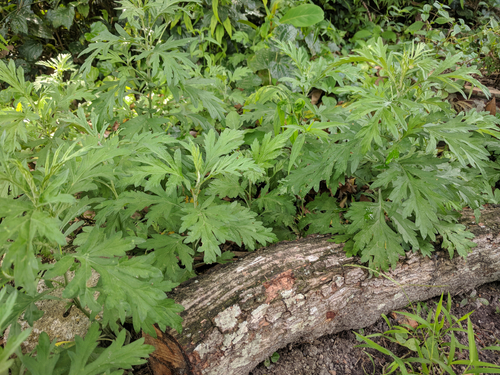 Reflusso gastroesofageo: efficacia dello Stillen 2X