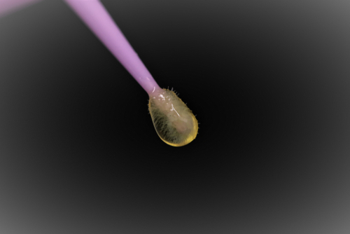 Effetti morfofunzionali di diversi adesivi dentali sui fibroblasti gengivali