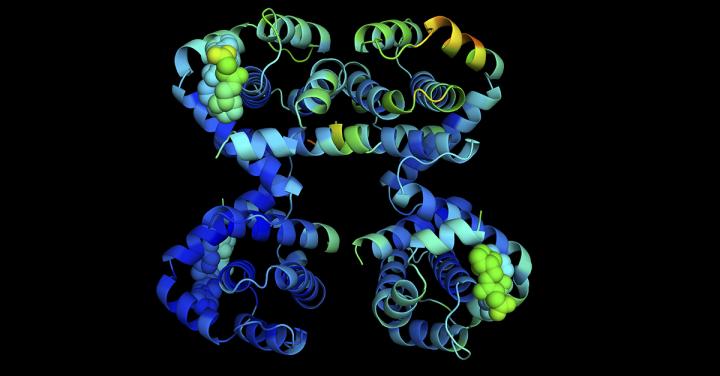 Una proteina che protegge i reni da chemio e radioterapia