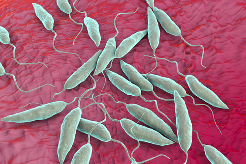 Un nuovo ceppo di Leishmania per testare i vaccini