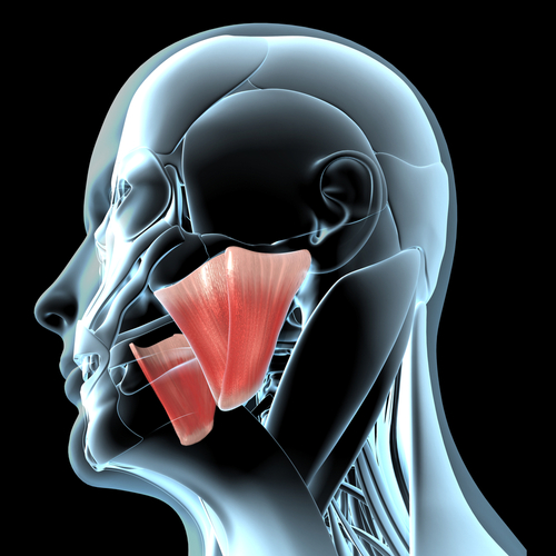 Trattamento ortodontico preoperatorio: alterazioni morfologiche del massetere