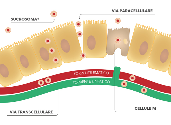 Carenza di ferro: l’innovazione per combatterla c’è e si chiama ferro Sucrosomiale