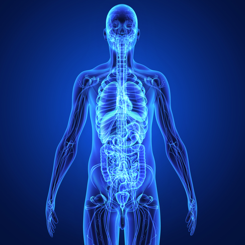 Vie di comunicazione tra rene e polmone: revisione