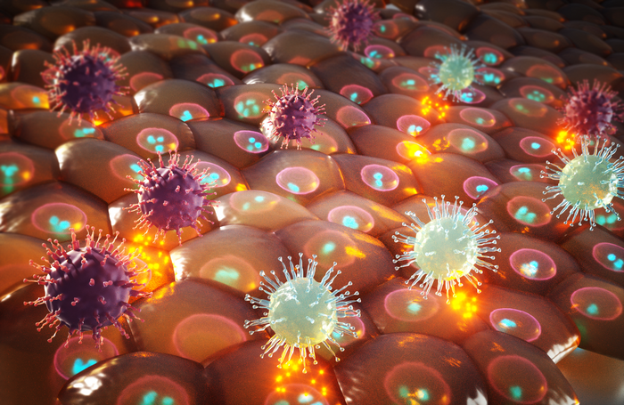 BAF promuove la riattivazione dei gamma herpes virus dalla latenza