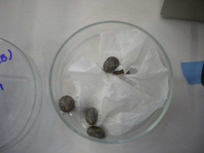 Identificato un possibile bersaglio per un vaccino contro la febbre maculosa