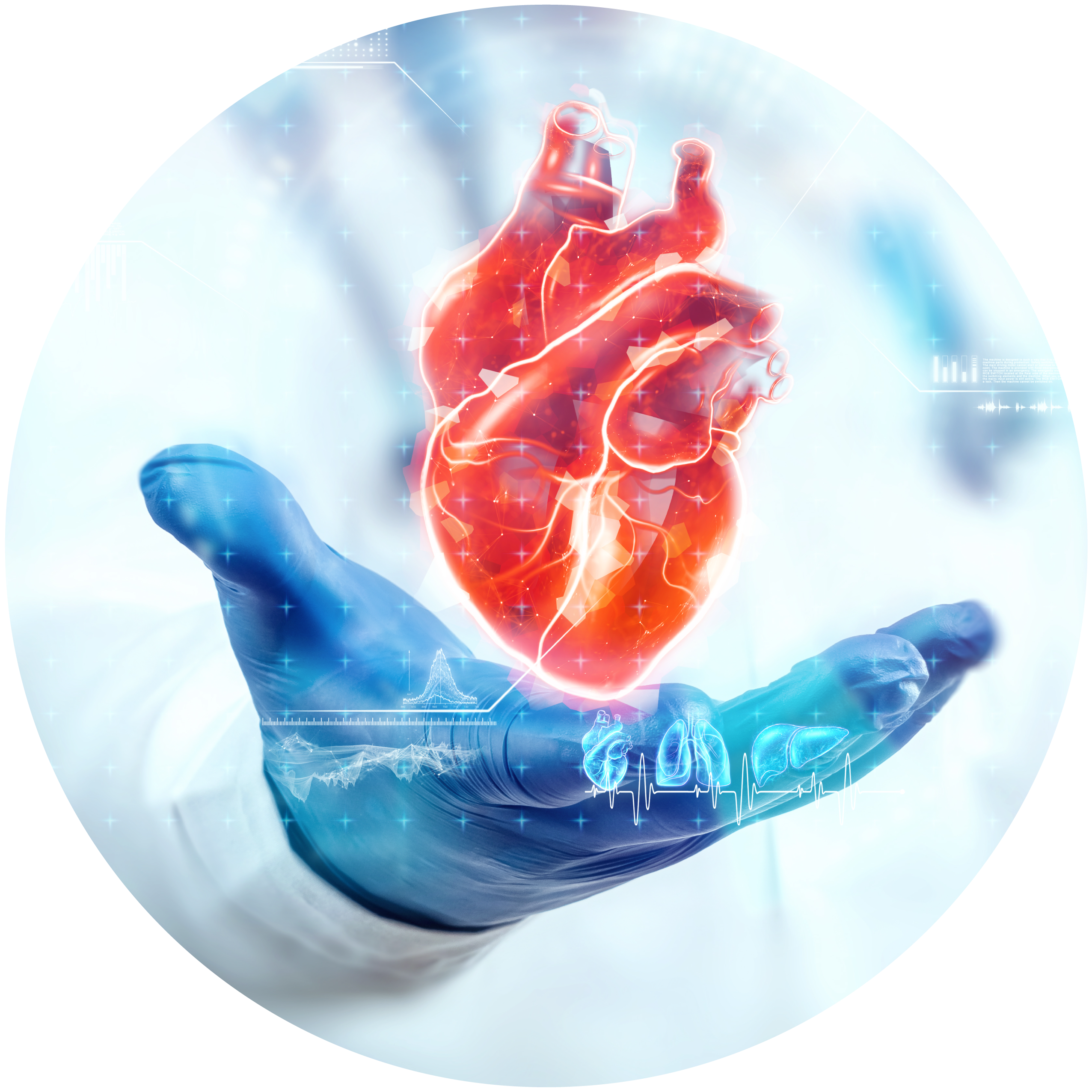 Nati per guarire: perché dopo un danno il cuore dei bambini si rigenera e quello degli adulti cicatrizza