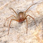 Emergenza ragno violino. Consulcesi Club risponde con un nuovo corso