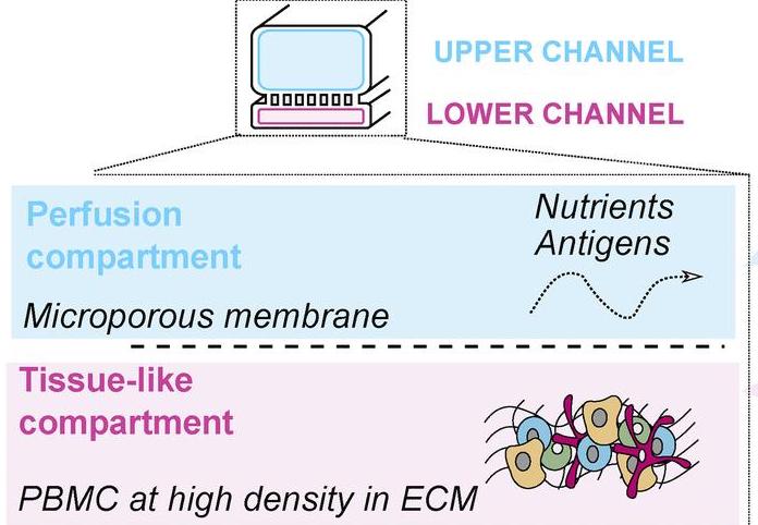 Nuovo modello per valutare l’immunogenicità dei vaccini